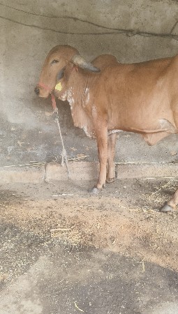 थंबनेल 2