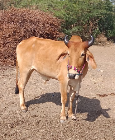 ગોધલો વેચવાનો છે