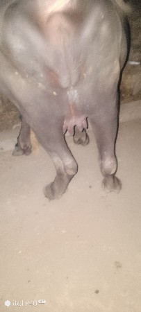 ખળેલી વેચવાની છે