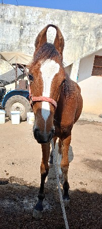 થંબનેલ 2