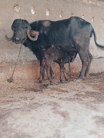 थंबनेल 2