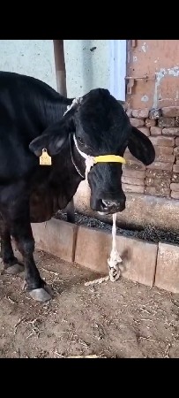 કોશ જરશી  ગાય