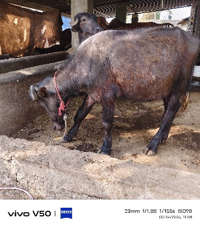 थंबनेल 3