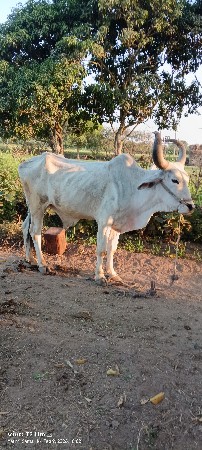 બળધુ વેચવાના છે ચાર દૂરના