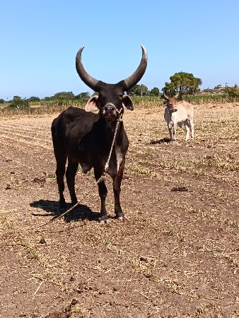 ઘોધલો વેચવા નો છે