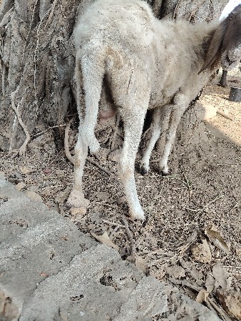 ધેટી દેવાની છે