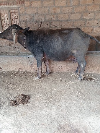 સાત મહિના ગાભણી ભેંશ