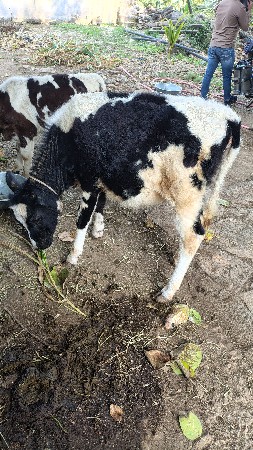 h.f vasdi vechva ni che