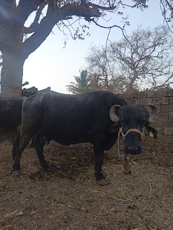 ભેસ વેચવાની છે