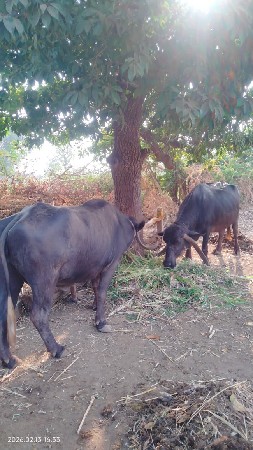 थंबनेल 2