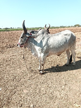 थंबनेल 2