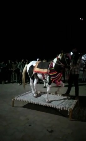 ઘોડીસાલુ ફુલેકાનીછે સાટાકરવાનાછે