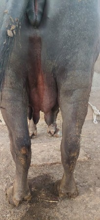 ભેંશ વેચવા ની  બીજું વેતર