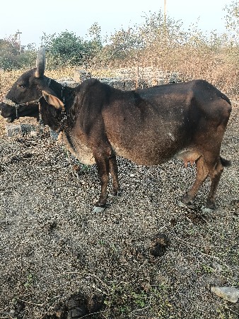 ગાય વેચવાની છે ચોથું વેતર વ્યાસે