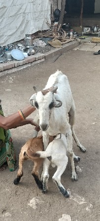 બે બકરીયો છે બે પાઠડી યો બે ના  ન