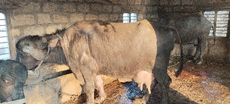 2 વેતર . ઘરની સે