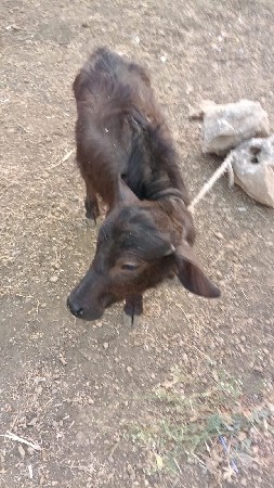 ભેશ વેસવાની છે