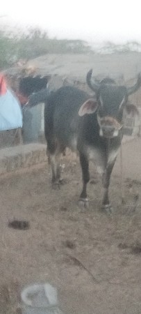 રામસિંહ વાઘેલા રામસિંહ વાઘેલા