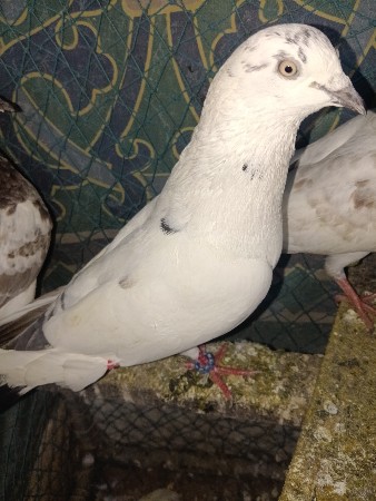 थंबनेल 2