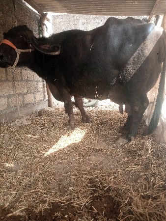 थंबनेल 2