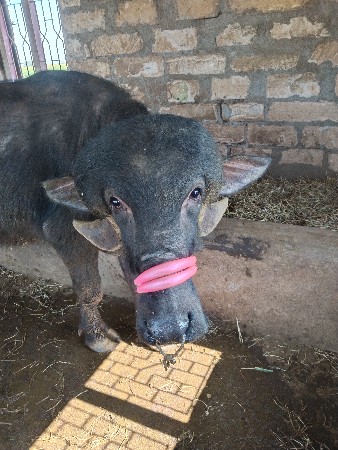 પાડા ના સાટા માં ઘોડી