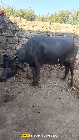 બે બની ભેંસો
બે બની ભેંસો છે