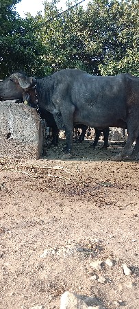 ભેંસ વેચવાની છે