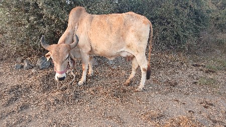 थंबनेल 2