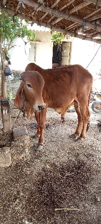 थंबनेल 2