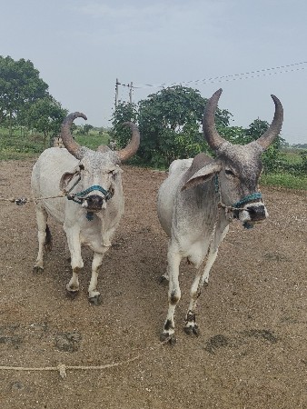 थंबनेल 3