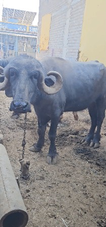 ઓરીજનલ જાફરાબાદી ખડાવી વેચવાની છે