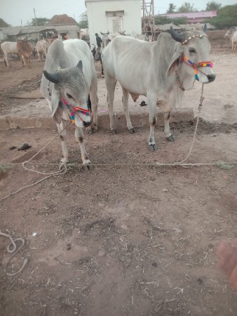 थंबनेल 2