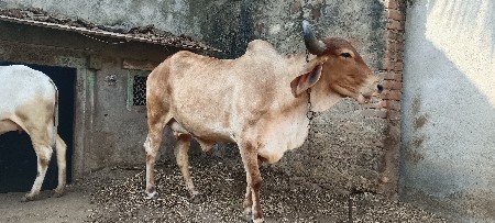 બીજા વેતનની ગાય છે