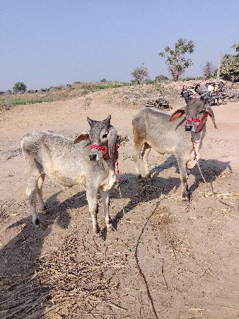 નાના વાસડા વેચવાના છે