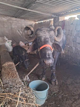 थंबनेल 4