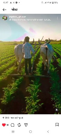 બળદ વેચવાના છે