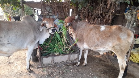 વાછડા વેચવા ના છે