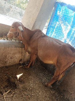 ગીર ગાય વેચવા ની છે