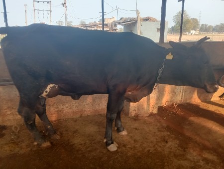 થંબનેલ 2