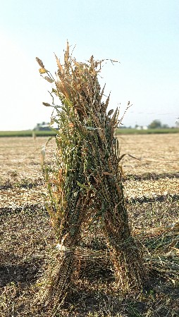 જુવાર ની સાર વેચવાની શે