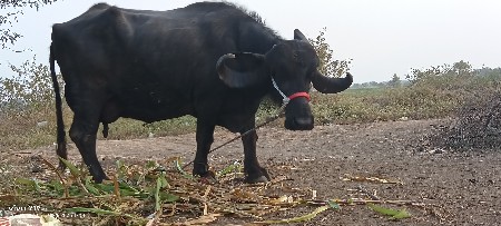 थंबनेल 2