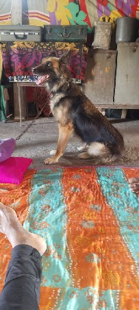 ઝરમન ફીમેલ છે સાટા કરવા