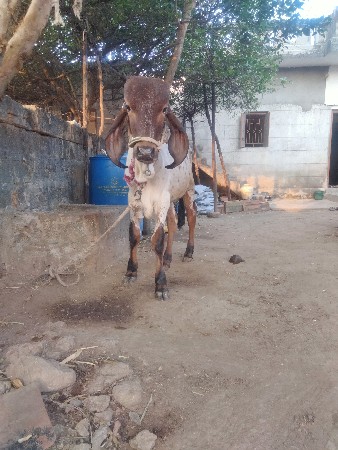 ગીર વાછડો દેવાનો છે