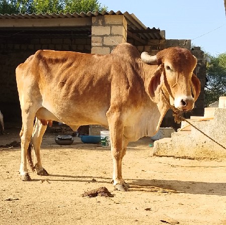 थंबनेल 3