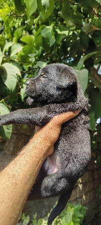 Apple face 
Labrador Male puppy
