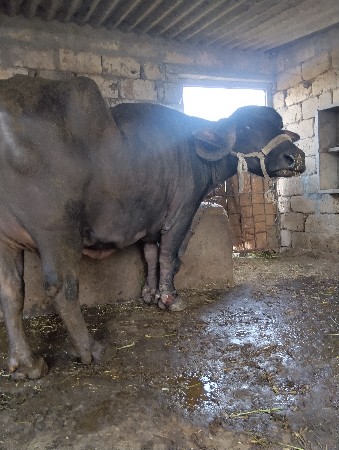 थंबनेल 2