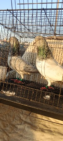 थंबनेल 3