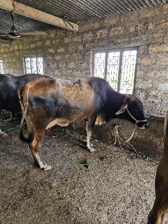 થંબનેલ 3