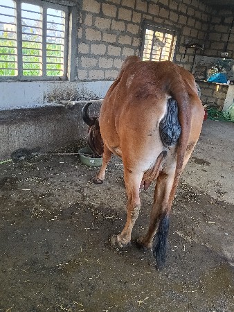 थंबनेल 2