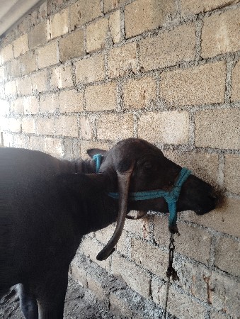 ભેંસ વેચવાની છે